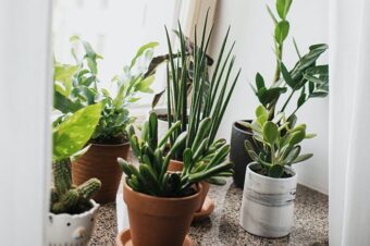 Nawożenie roślin domowych